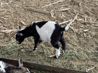 3 month old Pygmy doeling