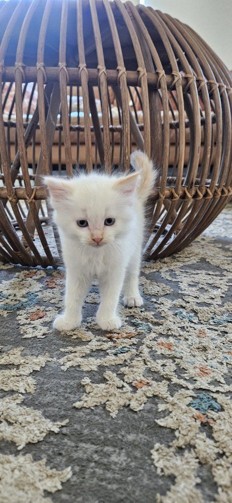 2 female white kittens & full grown calico female
