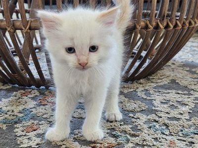 2 female white kittens & full grown calico female