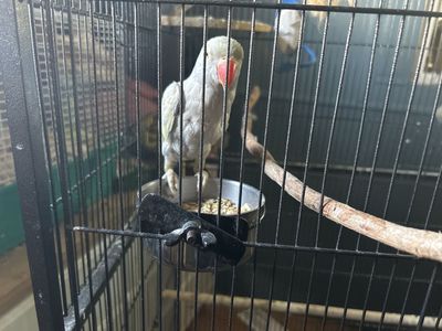 Indian ringneck three month old