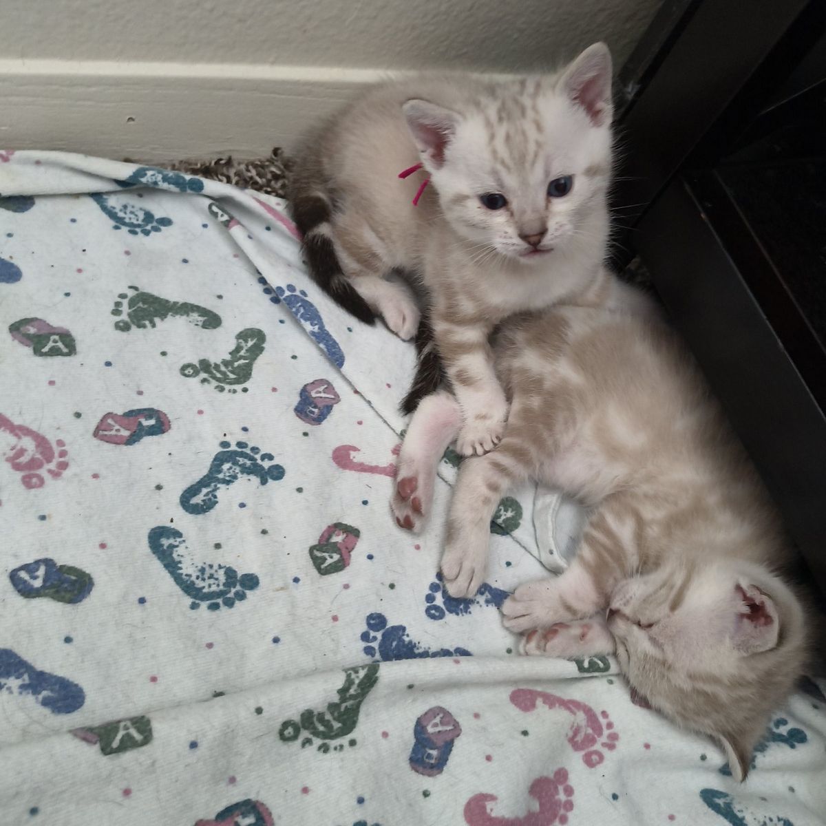 marble Bengal kittens for sale please read ad