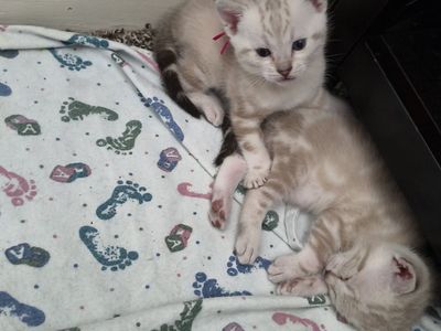 marble Bengal kittens for sale please read ad
