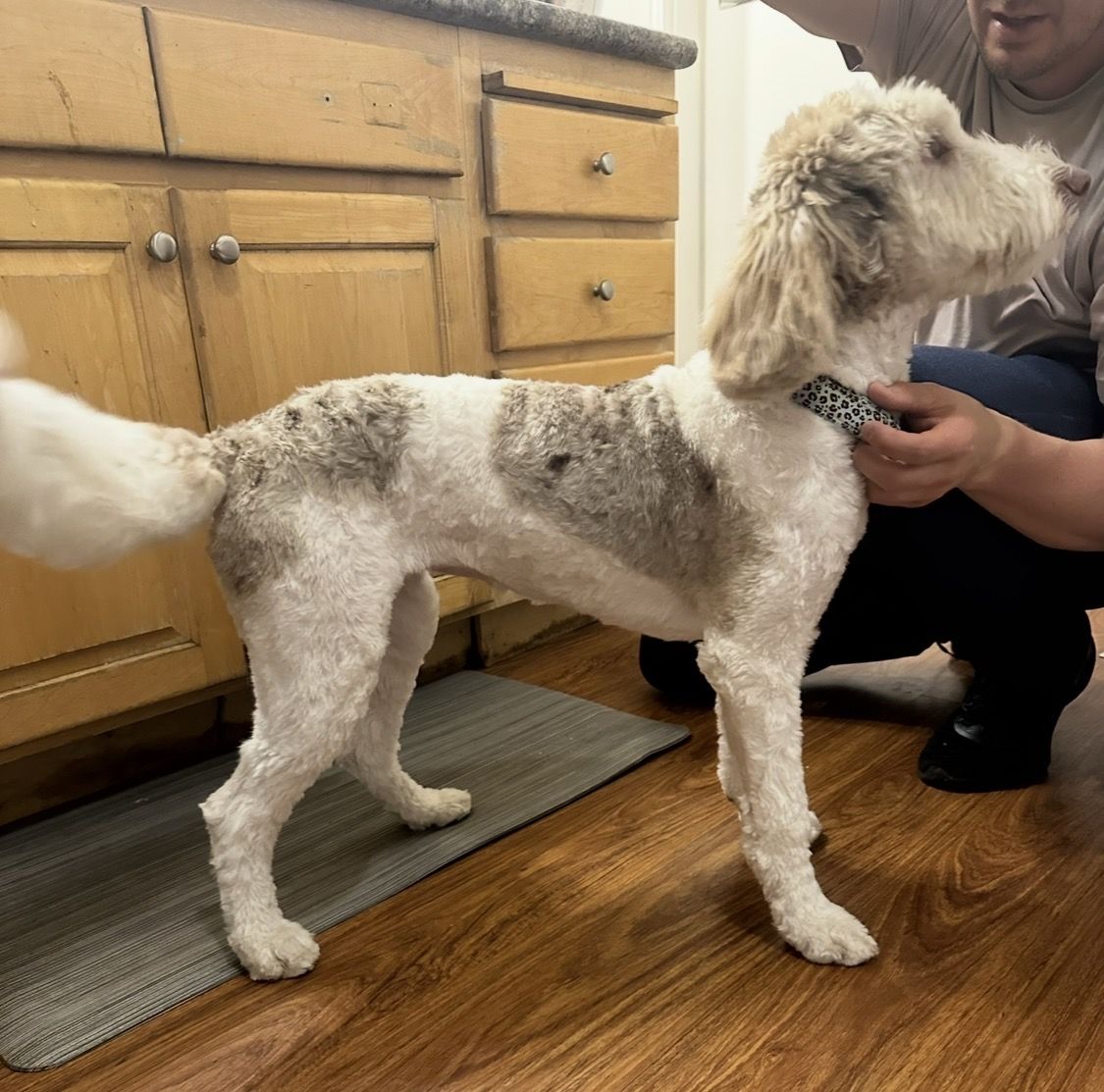 Sweet bernidoodle seeking peaceful home