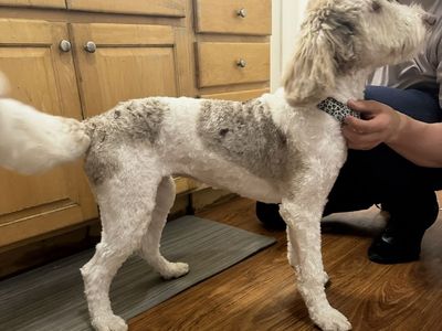 Sweet bernidoodle seeking peaceful home