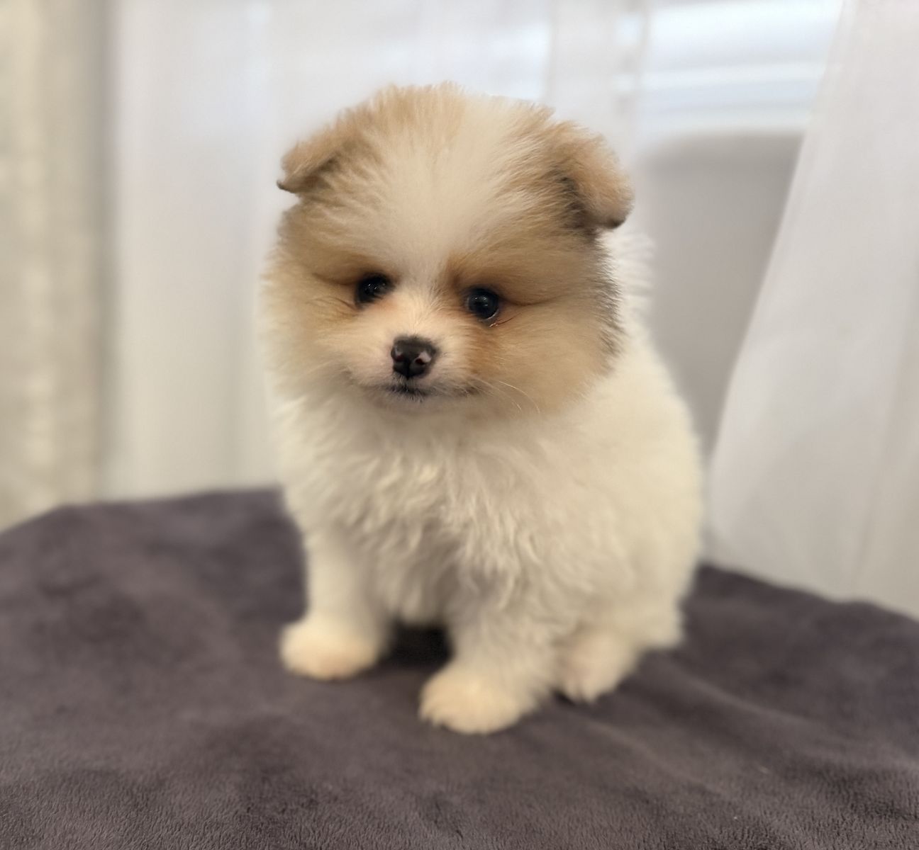Male Toy AKC Pomeranian Puppy