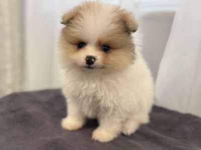 Male Toy AKC Pomeranian Puppy