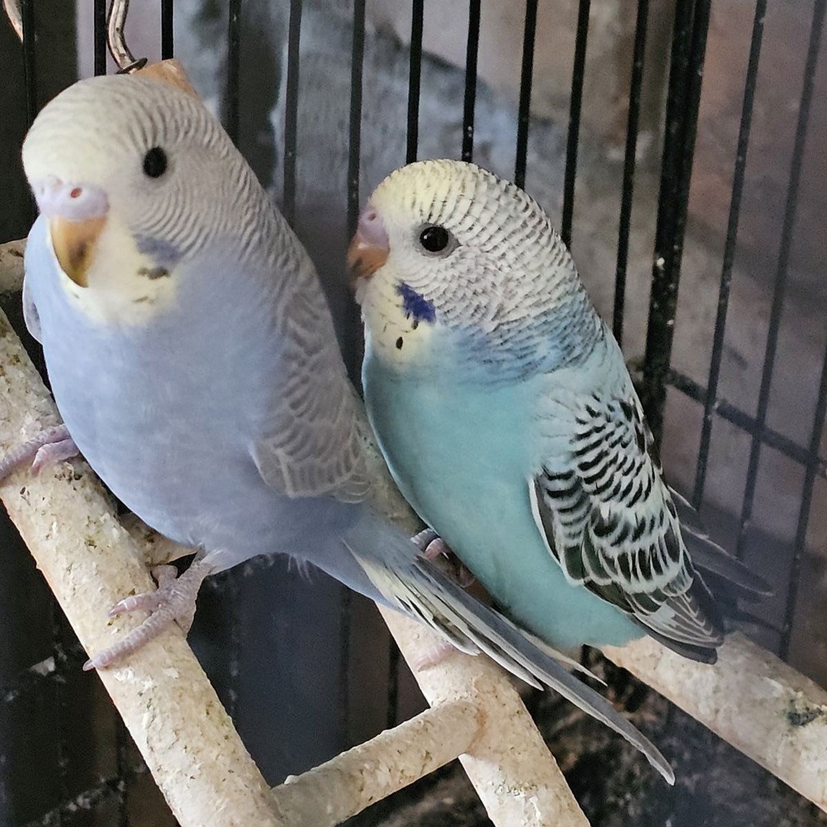 baby parakeets