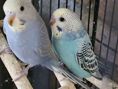 baby parakeets