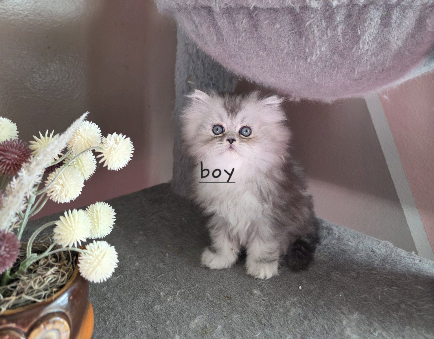 Purebred Persian kittens (ready today)