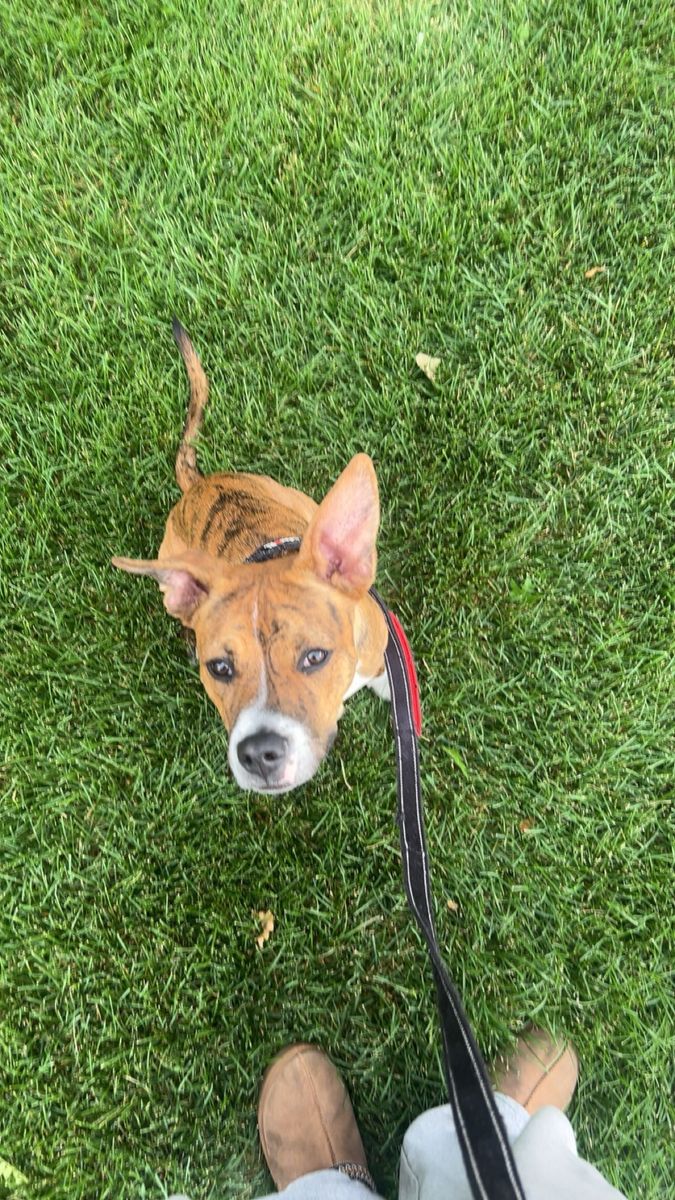 8-Month-Old Pitbull/Australian Kelpie Mix Puppy – Looking for a Loving Home ️