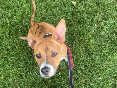 8-Month-Old Pitbull/Australian Kelpie Mix Puppy – Looking for a Loving Home ️
