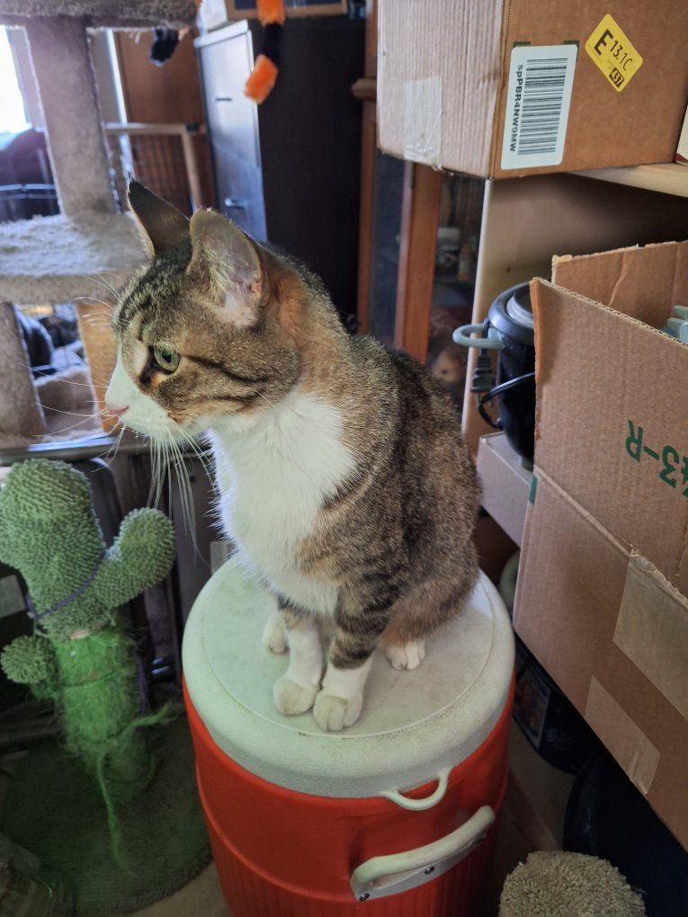 Friendly Male Domestic Shorthair Cat Seeking Forever Home - Playful, Affectionate & Litter Trained