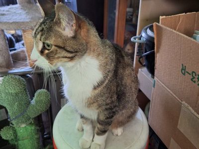 Friendly Male Domestic Shorthair Cat Seeking Forever Home - Playful, Affectionate & Litter Trained