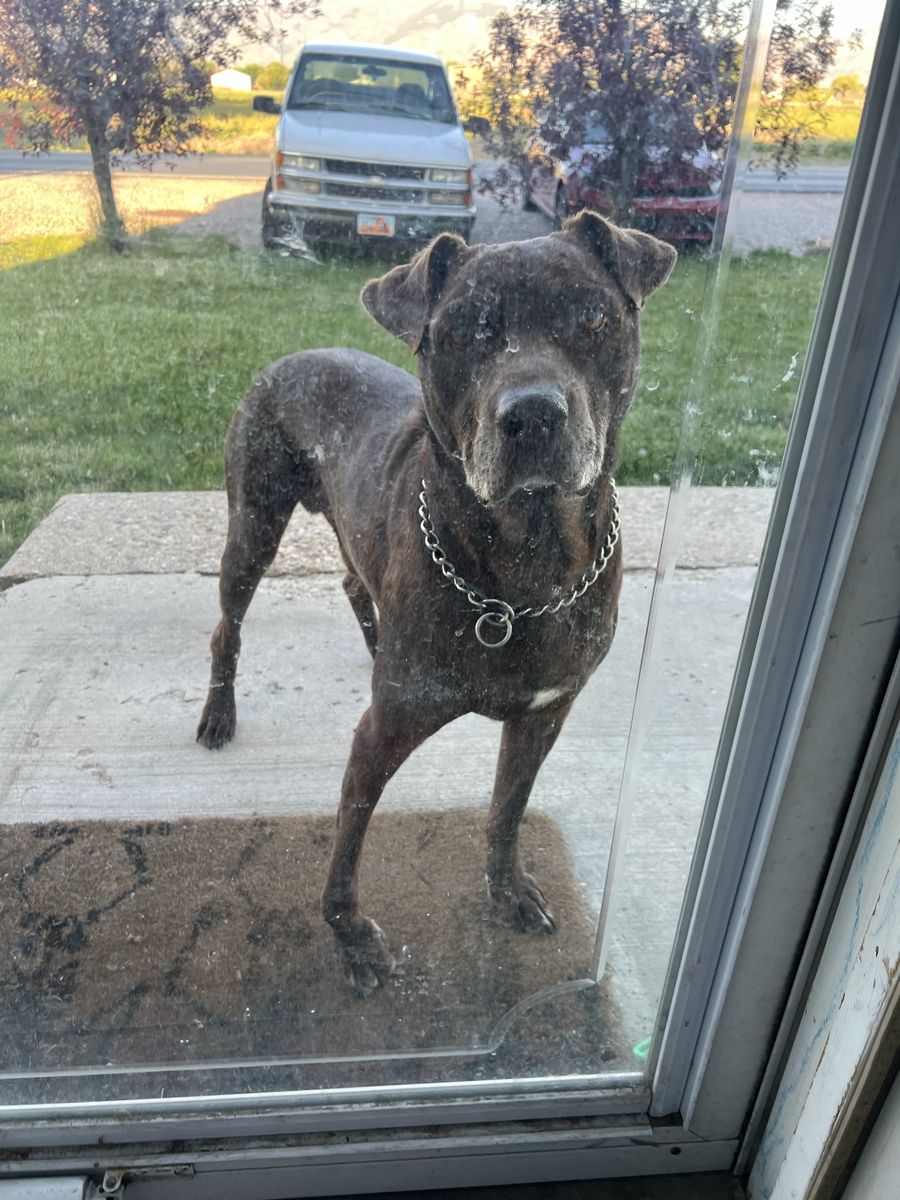 Lost dog