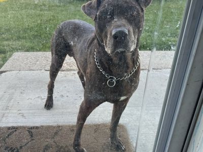 Lost dog
