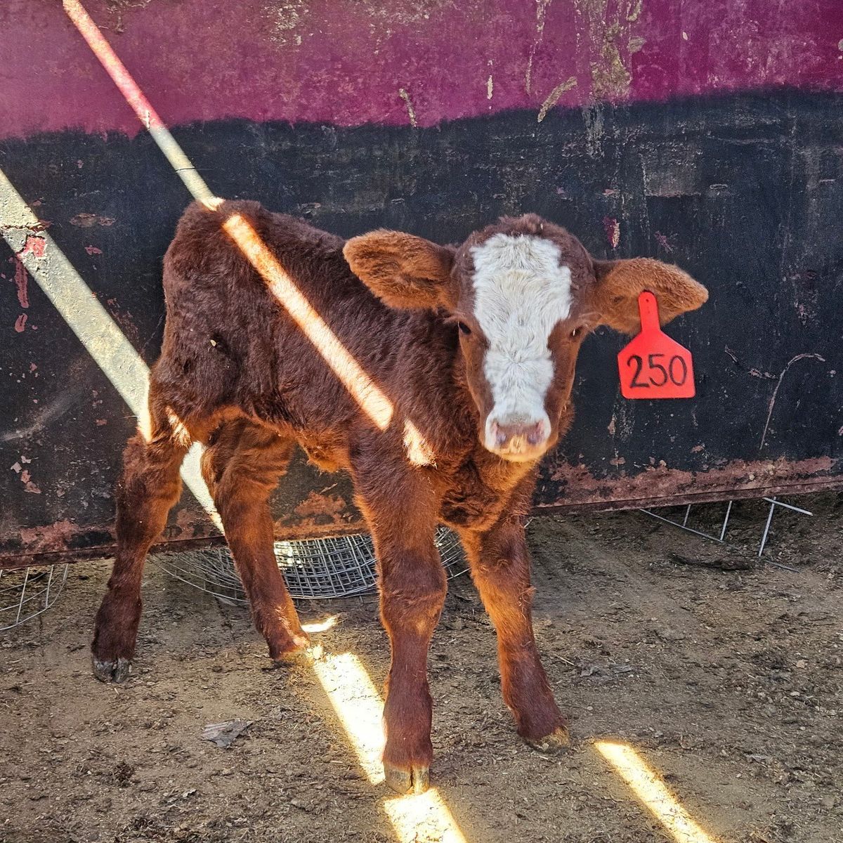 Friendly Heifer bottle calf