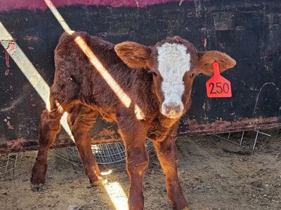 Friendly Heifer bottle calf