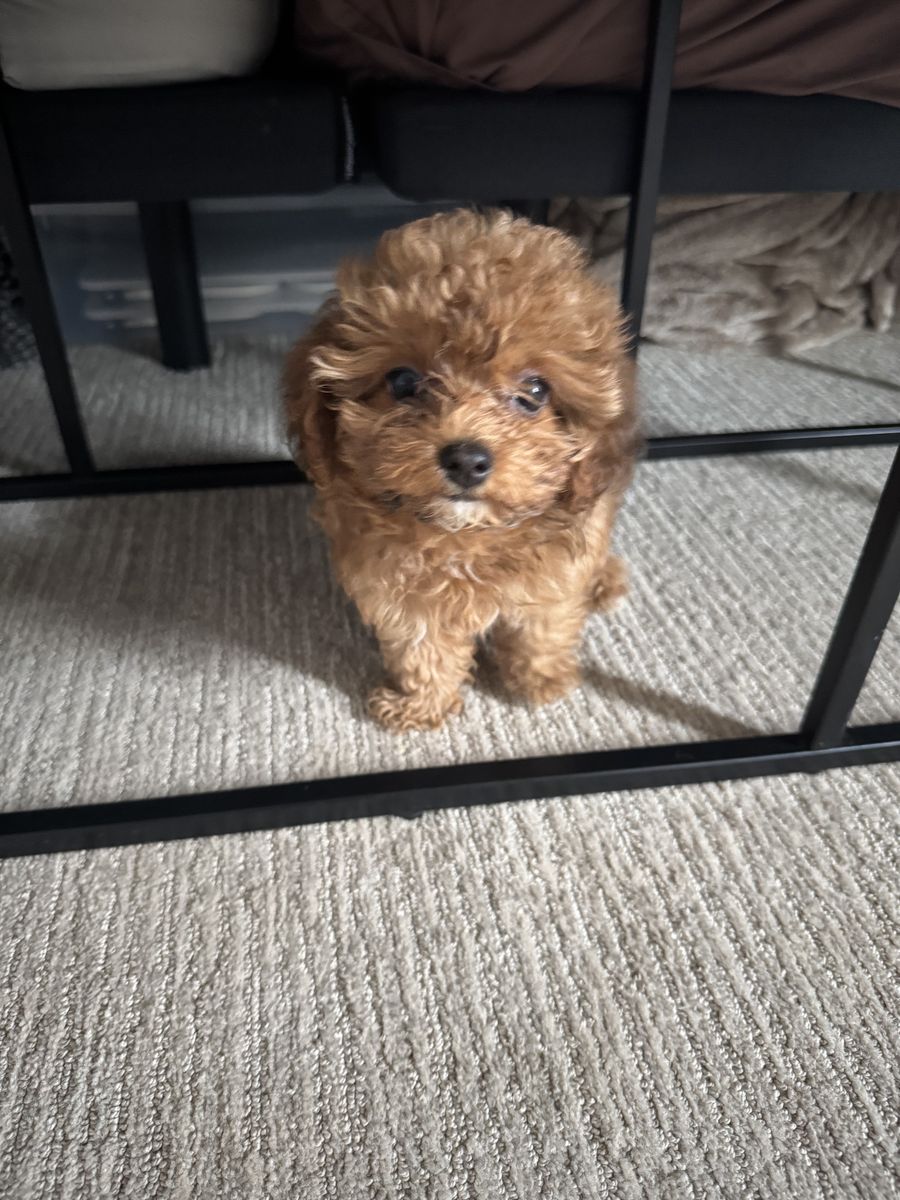 Tiny toy Yorkiepoo puppy