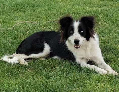 Border Collie (female)