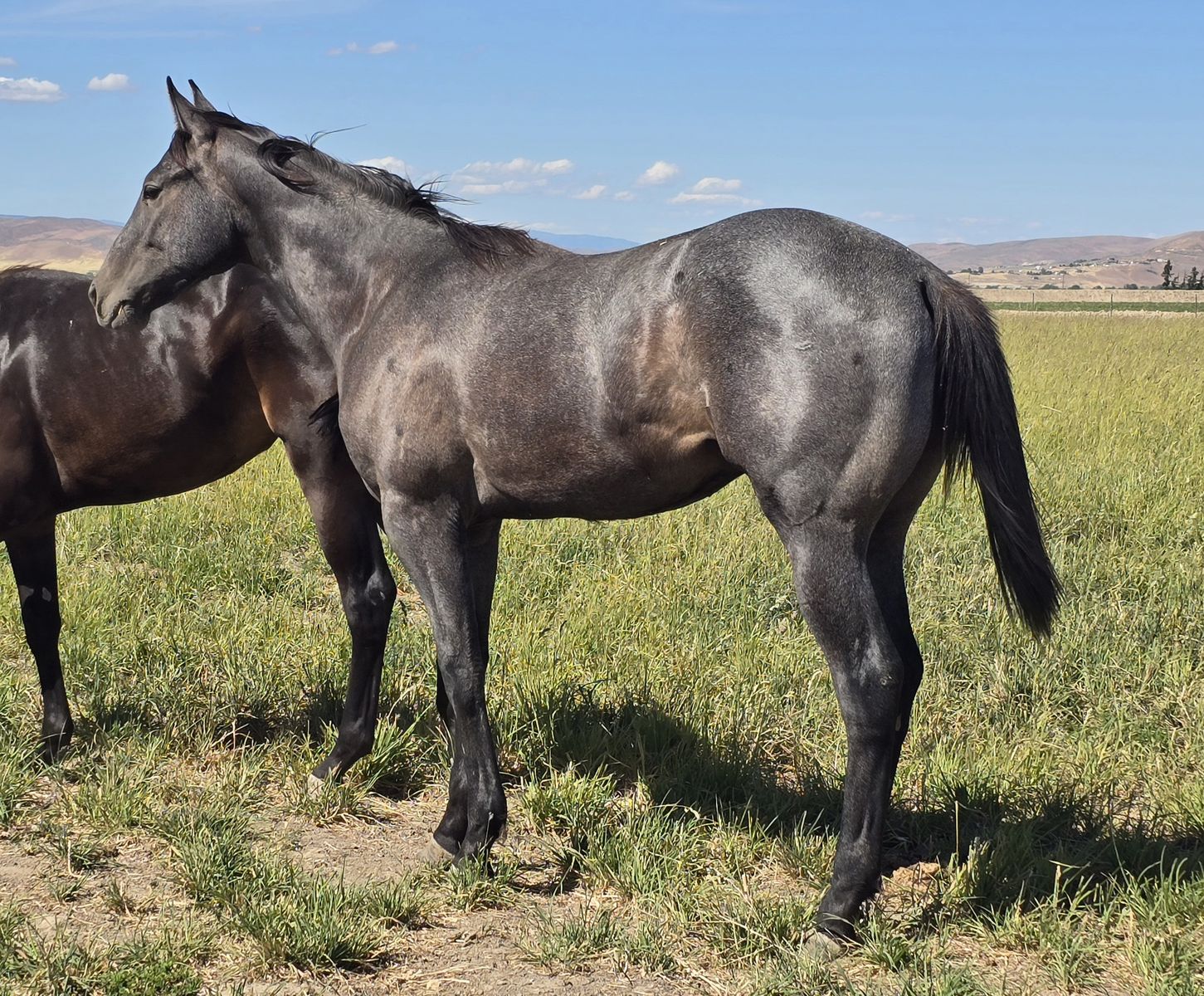 Barrel Horse Prospect, by a 1D son of Dash Ta Fame, and proven WPRA dam!