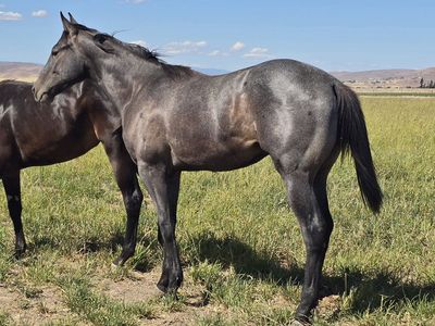 Barrel Horse Prospect, by a 1D son of Dash Ta Fame, and proven WPRA dam!