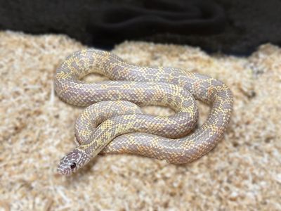 Albino Mosaic Kingsnake