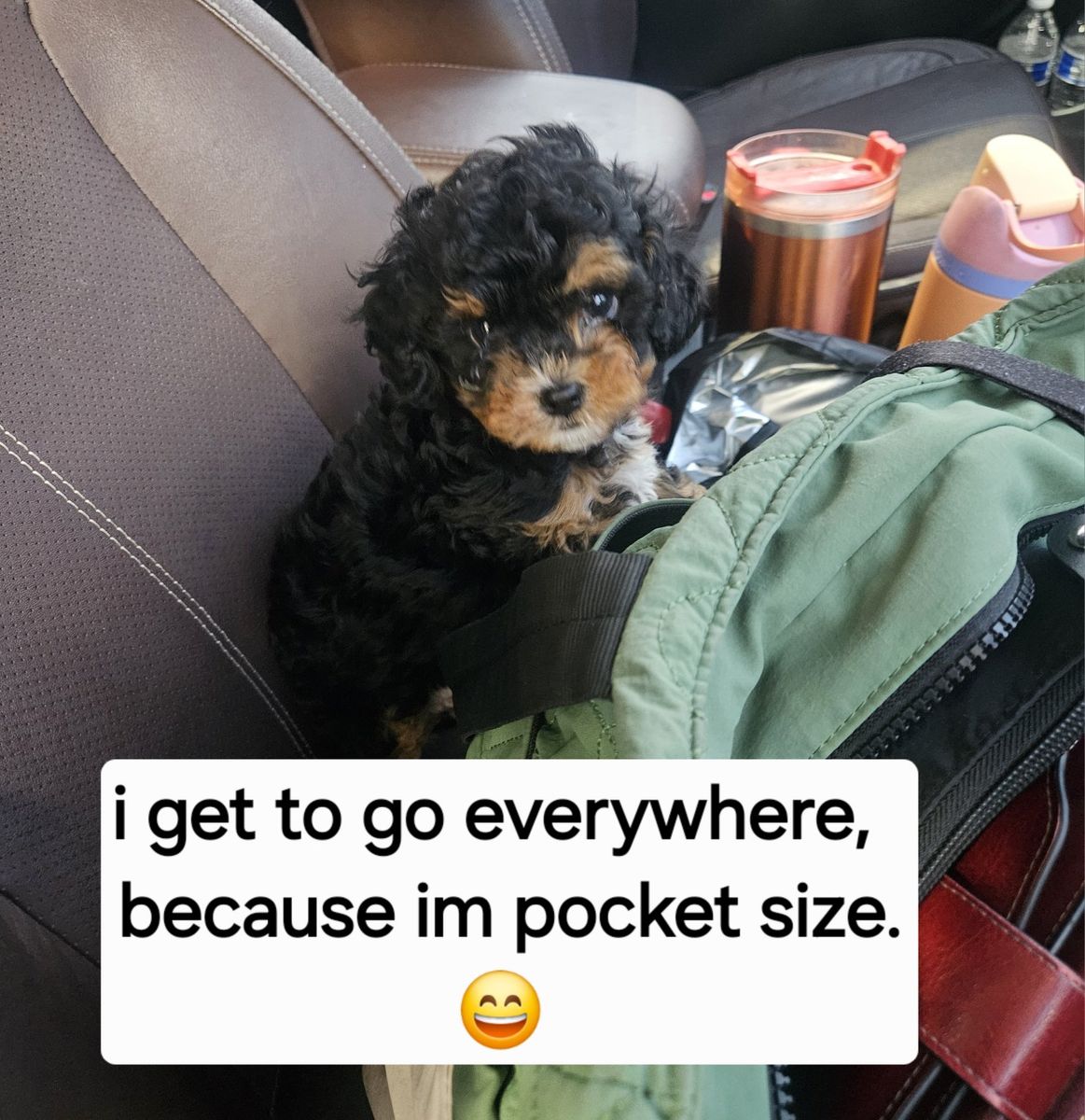 Cavapoo Puppies - Multiple Colors Available.