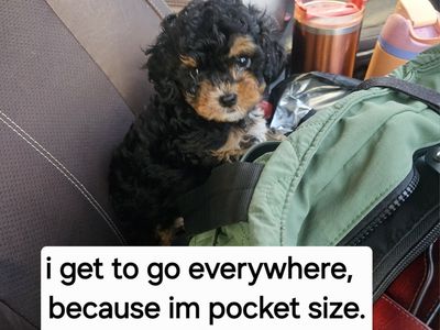 Cavapoo Puppies - Multiple Colors Available.
