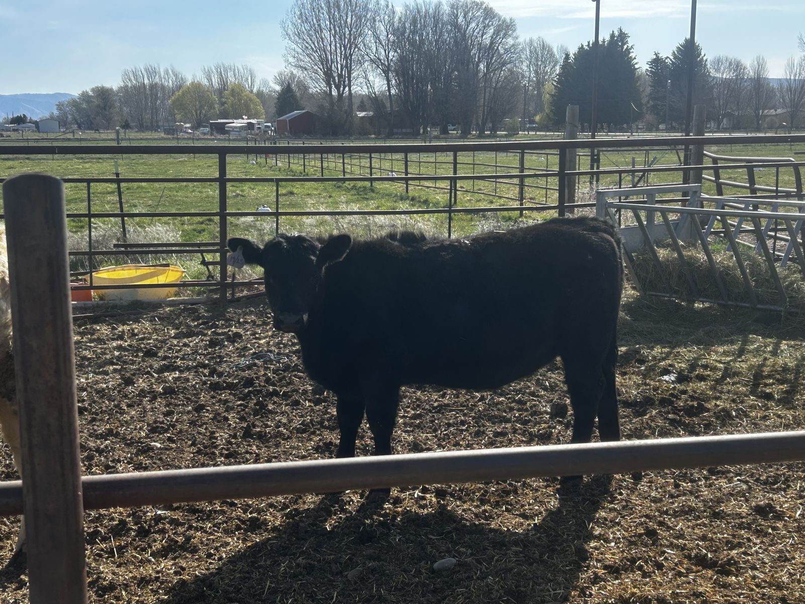 June 2025 born Angus Heifer