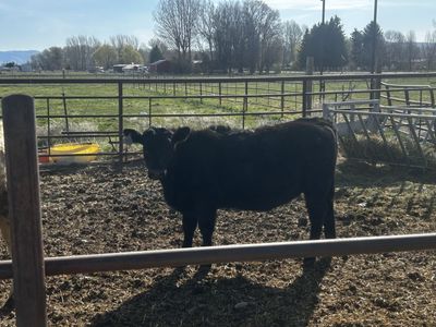 June 2025 born Angus Heifer