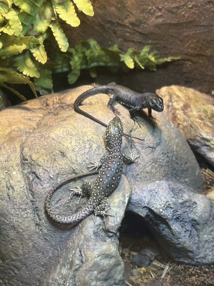 Jeweled Lacertas! MelanistIc & Het Melanistic