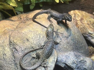 Jeweled Lacertas! MelanistIc & Het Melanistic