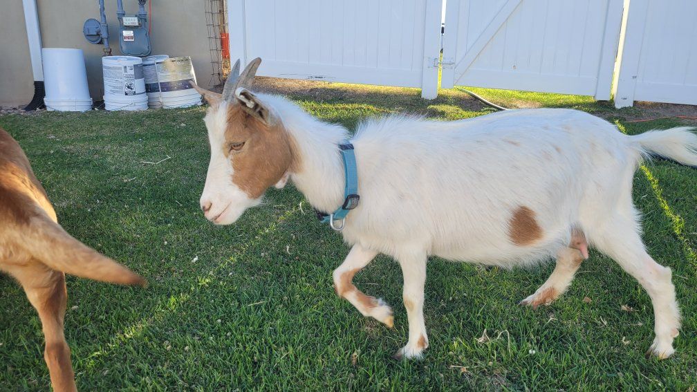 Nigerian Dwarf Nanny.