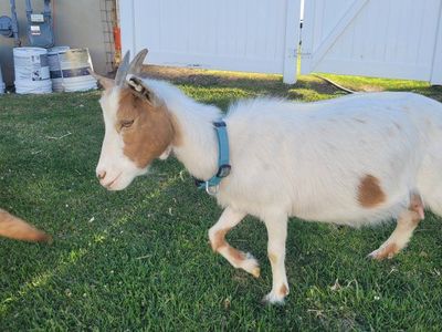 Nigerian Dwarf Nanny.