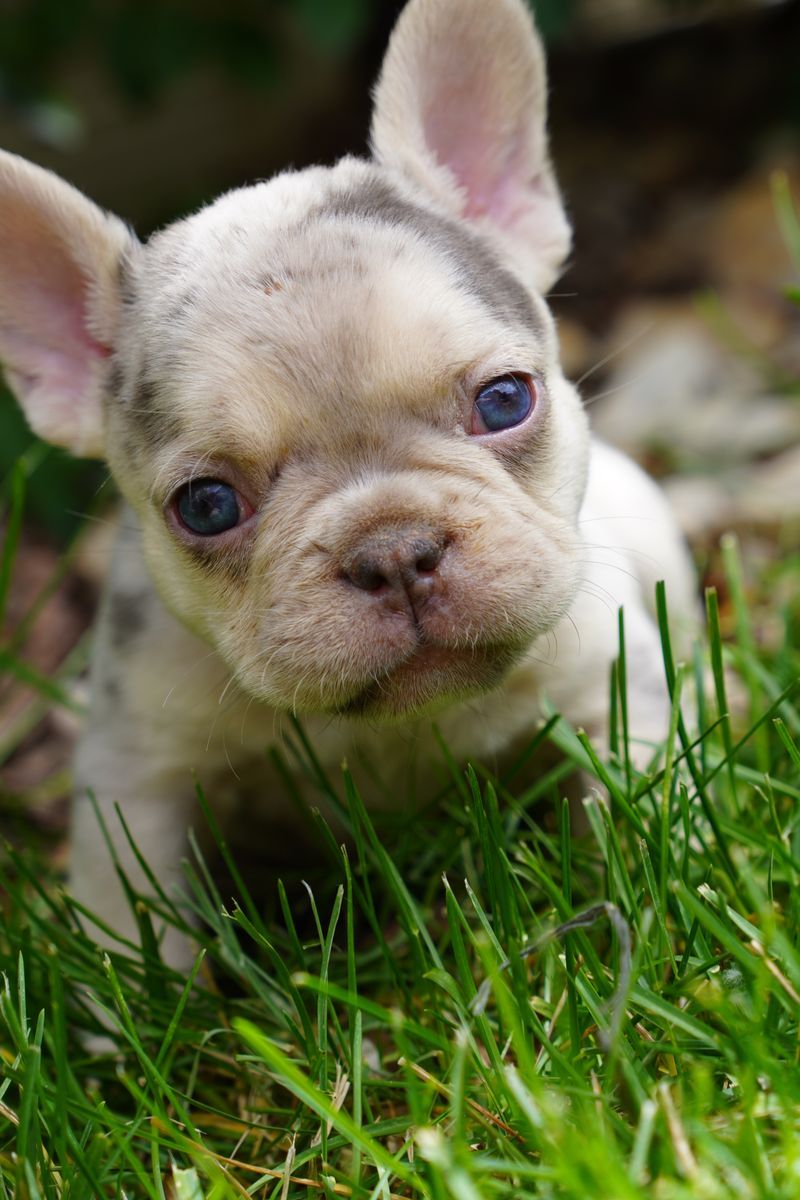 French Bulldog Puppies