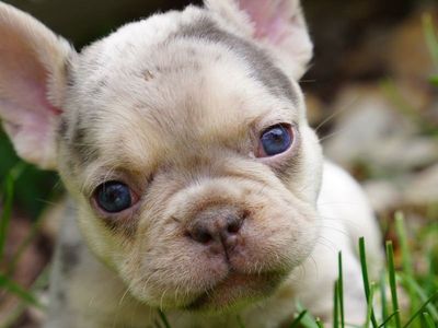 French Bulldog Puppies
