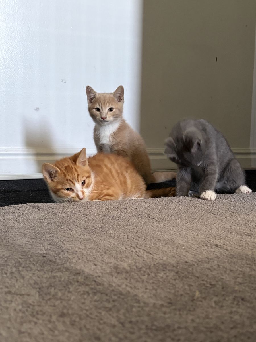 Kittens for sale