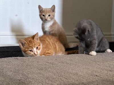 Kittens for sale