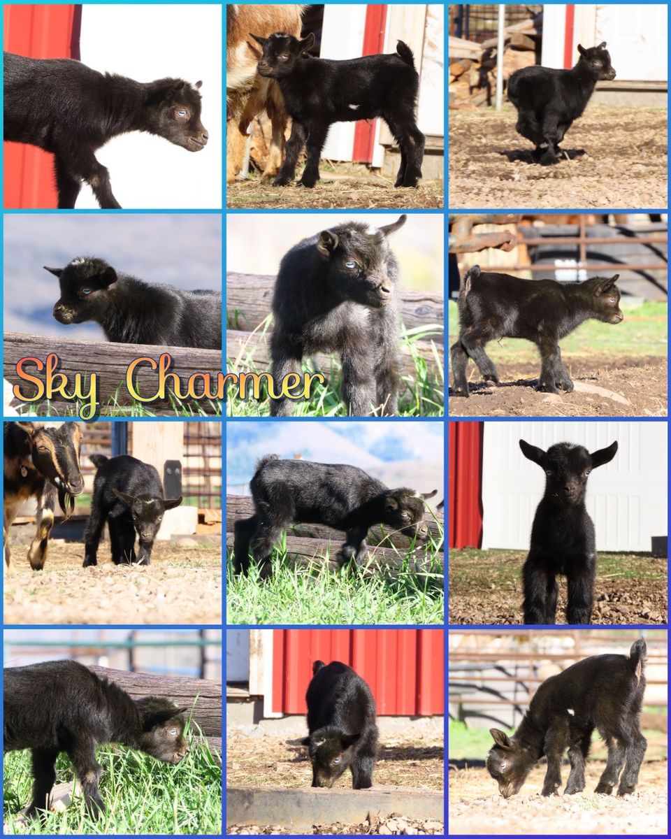 Purebred Nigerian Dwarf Buckling