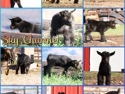 Purebred Nigerian Dwarf Buckling