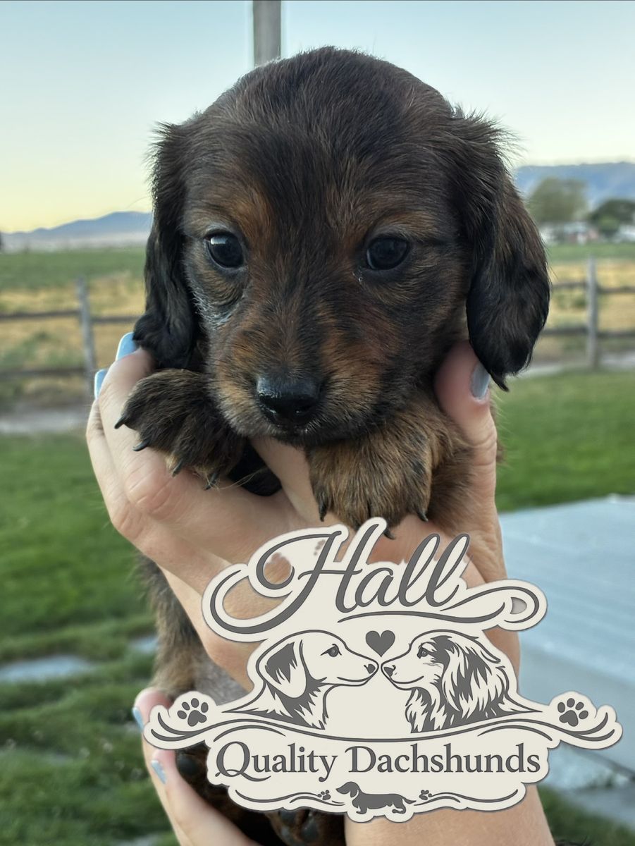 Adorable Mini Dachshund Puppy