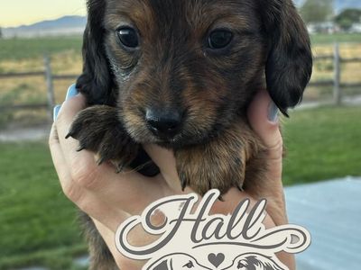 Adorable Mini Dachshund Puppy