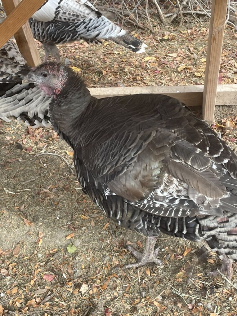 Bronze Hen Turkey