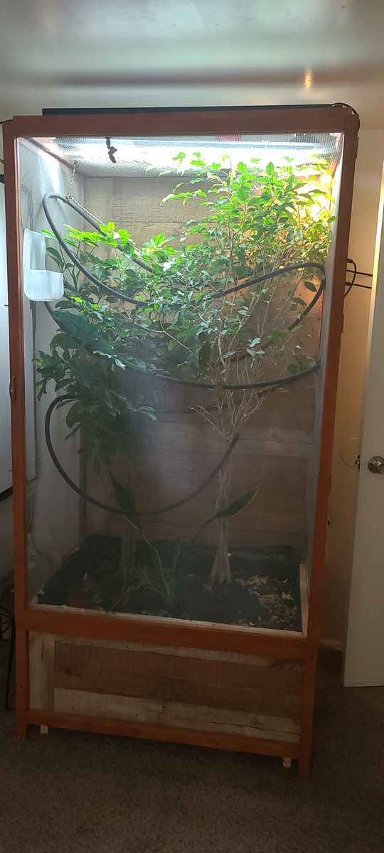 Big custom made chameleon enclosure