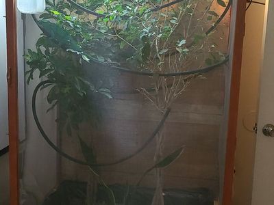 Big custom made chameleon enclosure
