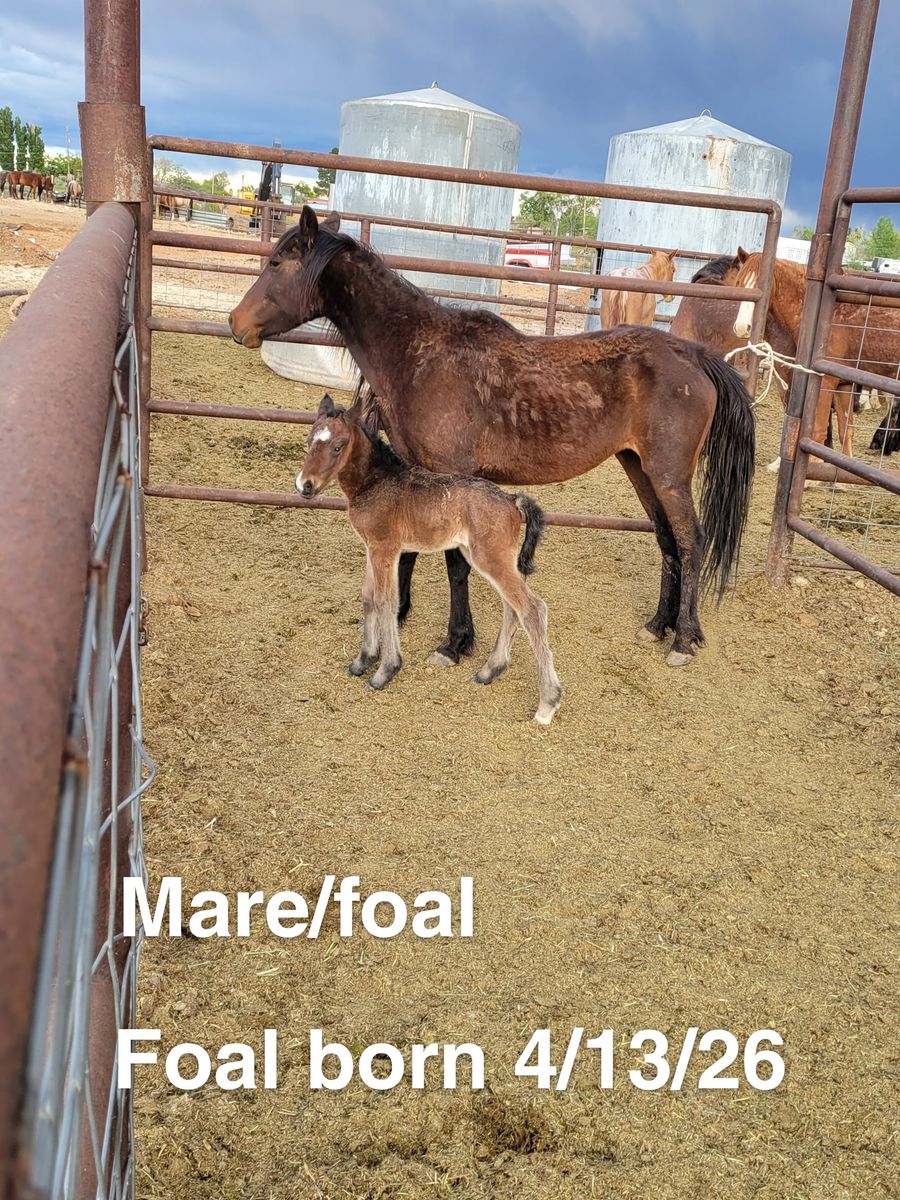 Mare/foal