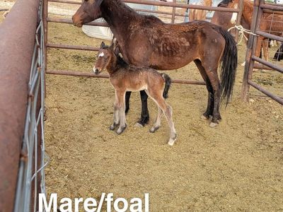 Mare/foal
