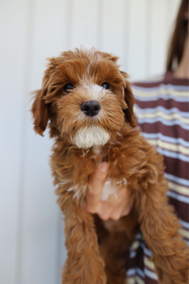 Mini golden Cavapoo puppies