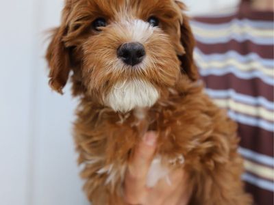 Mini golden Cavapoo puppies