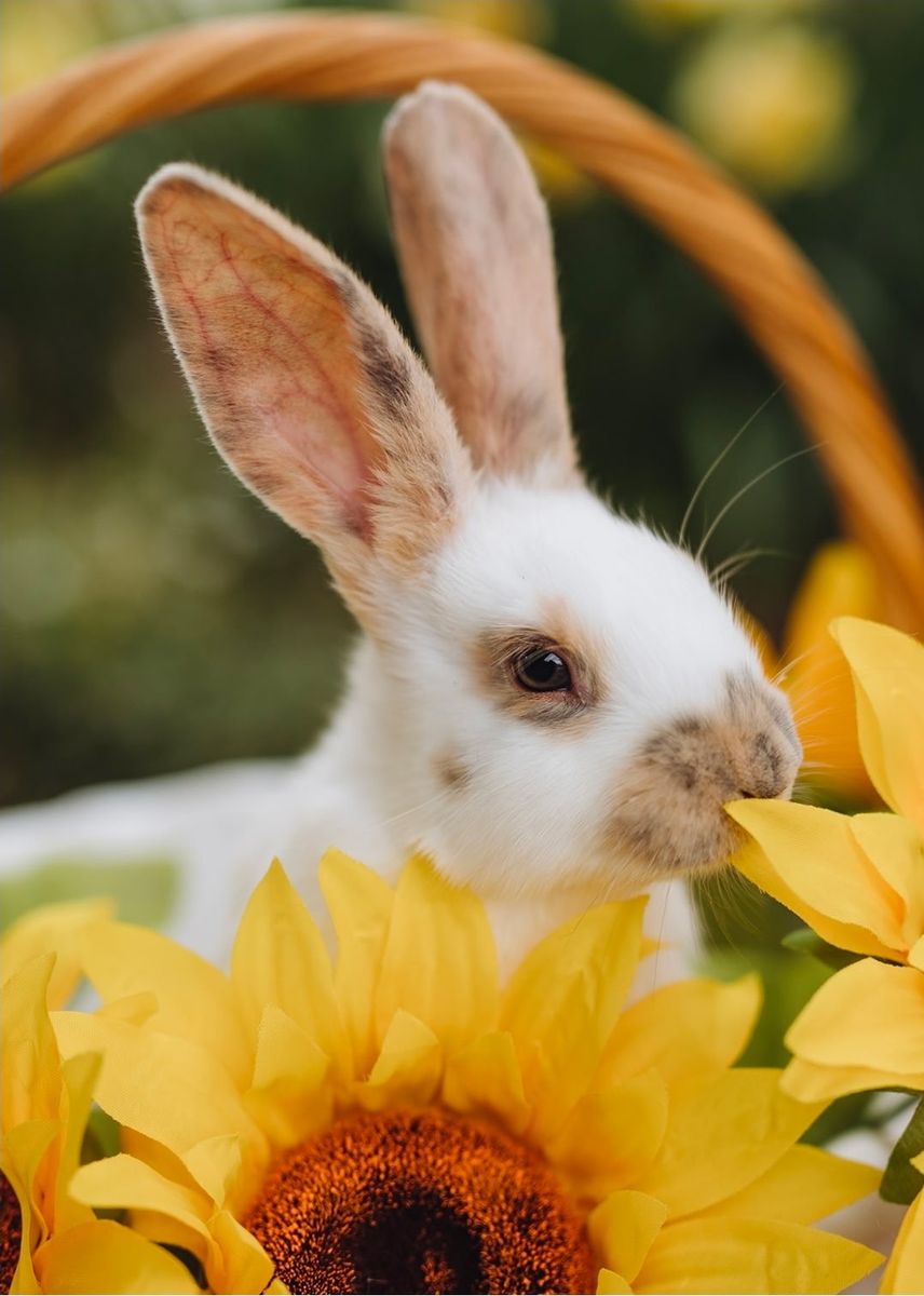 Bunny Rabbit Babysitter!